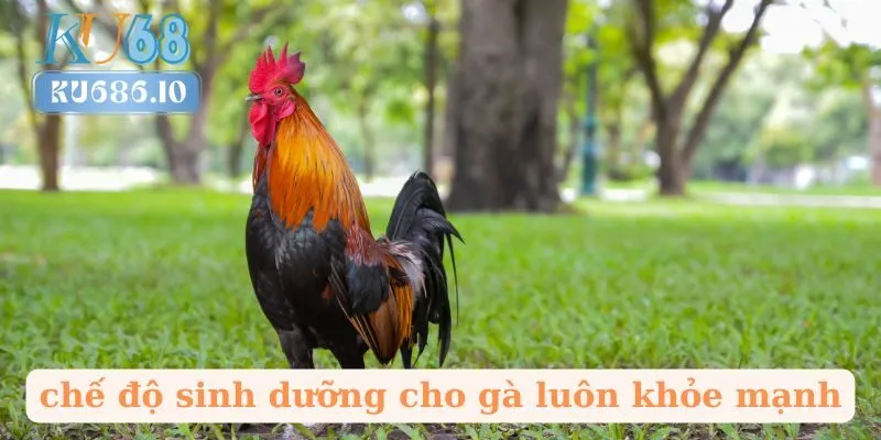 chế độ sinh dưỡng cho gà luôn khỏe mạnh
