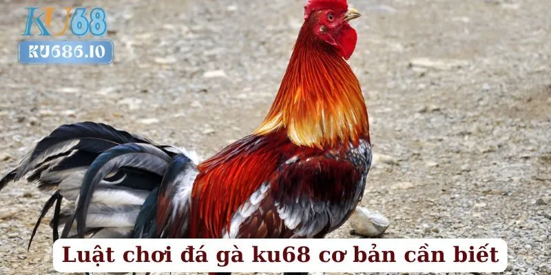 Luật Chơi Đá Gà Cơ Bản Cần Biết Trên KU68