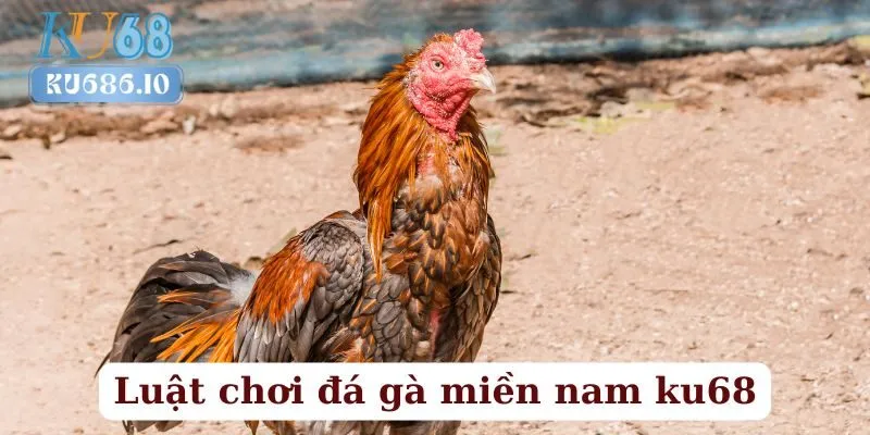 Luật Chơi Đá Gà Miền Nam Trên KU68