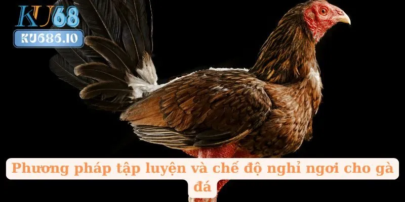 Phương pháp tập luyện và chế độ nghỉ ngơi cho gà đá