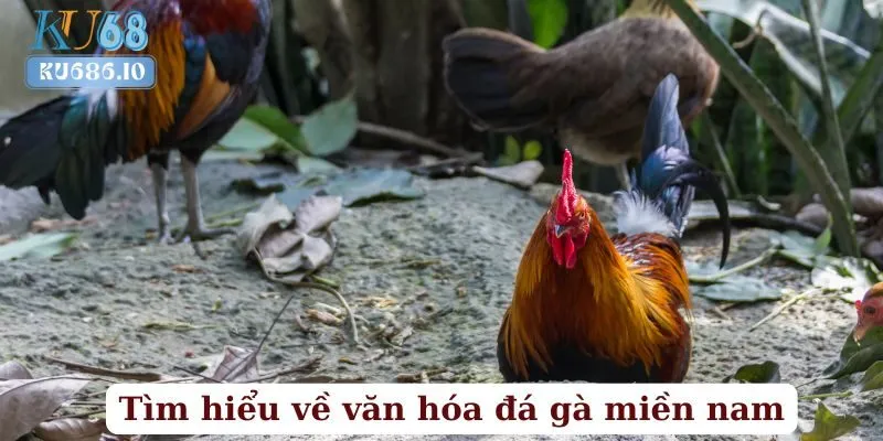 Luật Chơi Đá Gà Miền Nam Trên KU68